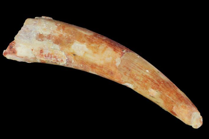 Pterosaur (Siroccopteryx) Tooth - Morocco #101704